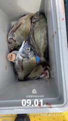 6시간전 [사천] 삼천포 산분령 유료낚시터 9/2 조황입니다!! 사진