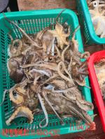 쭈갑백조황 글만 보기 사진