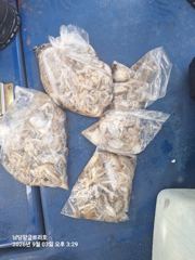 주꾸미 갑오징어 사진