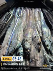 (南)남해조황 - 또 대박 초대박 갈치터지자 바람터져 사진