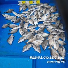 감성돔 마릿수 조황입니다 동영상 조황은 밴드 만민호에서 봐주세요 사진