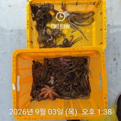 문어 장원 19마리 씨알이! 사진