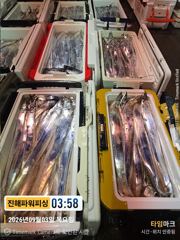 [진해] [갈치/텐빈/텐야]3일입항~금.토.일[내만갈치 출조]예약가능 사진