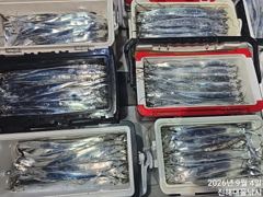 [진해] 우와~4일새벽,내만칼치 3지까지 어마어마 전원퍼담고 초대박~예약… 사진