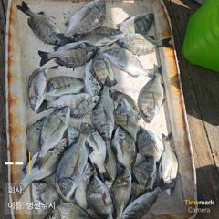 병산9/4  감성돔 마리수 선외기흘림조황~ 사진