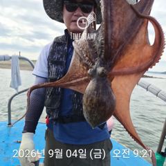 [사천] 문어 장원 17마리 사진