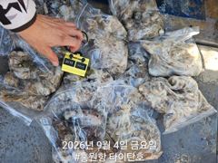 [홍원항 신세계호] 9월4일(금) 4일차 쭈꾸미 조황 사진