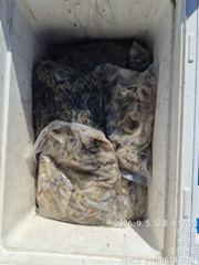조황정보 - 300수이상했습니다. 오늘 출조 하신 조사님들 고생하셨습니다. - 영목항 해복호 사진