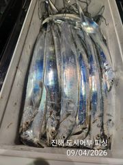 (南)남해조황 - 씨알큰 내만갈치 전원 쿨러 빵빵~ 퍼 담았어요~!! 일요일부터 예약가능 사진