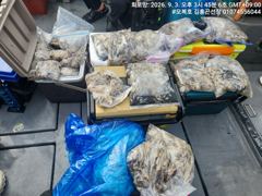오늘의조황 - 쭈꾸미 - 원산도 오복피싱,배낚시 전문 사진