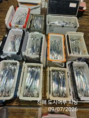 씨알큰 내만갈치 엄청 잡고 쿨러 빵빵 합니다~!! 오늘 예약가능 사진