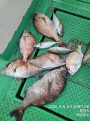 [거제] 백호피싱 참돔 찌낚시 씨알급 마릿수 선상조황 사진