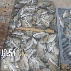 [고성] 병산 9/6 감성돔36외 엄청마리수 선상배및 선외기흘림조황 사진