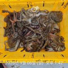 3일 연속 문어 장원 17마리 사진