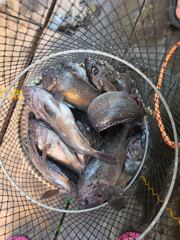 9월6일 일요일 조항 감사합니다 ~ 사진