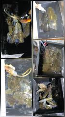 [통영] 무늬팁런...초 대박..감자~~무 까지 ..230수오버.. 사진