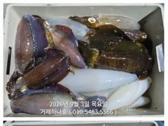 [거제] ( 거제하나호 )무늬오징어 조황및 출조안내. 사진