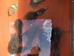 (풍화리)새풍화레저 무늬 25수 & 백조기 마리수 조황 사진