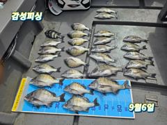 [여수,광양] 9월6일가을감성돔(100)마릿수조황입니다 사진