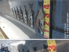 4짜들 감성돔 마리수 조황ᆢ 사진