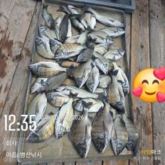 병산 9/6 감성돔35외 엄청마리수 선상배 및 선외기흘링조황~~ 사진