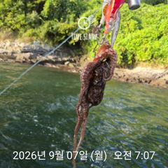 [사천] 택배용 문어 잡기 사진