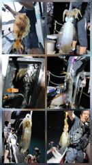 무늬팁런 연일 대박조황.....140수 오버...무시,무시... 사진