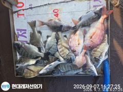통영현대레저)감성돔 참돔 마릿수 사진