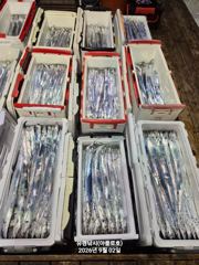 외줄갈치 점점 커지는 싸이즈 ~ 11일 금요일 예약가능 사진