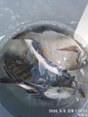 가조도 청곡연합레저 (땐마 선외기조황) 사진