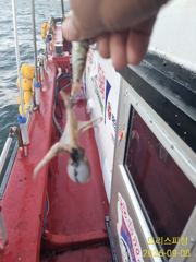 (南)남해조황 - 오늘도 잘잡으신분은 세자릿수부터 ~~~문어.쭈꾸미.갑오징어까지 낼도 자리 널널합니다. 사진