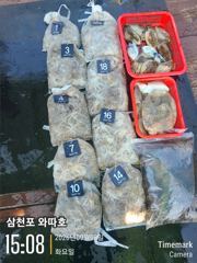 화요일 쭈꾸미 조황입니다 사진