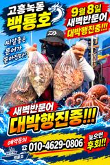 8화요일 새벽문어낚시 조황정보,사진 사진