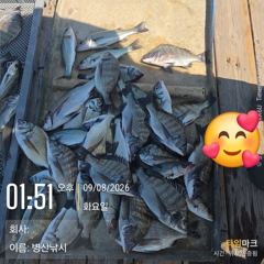 [고성] 병산 9/8 감성돔35외 마리수 선상배 및선외기 흘림조황~~ 사진