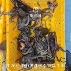 문어 장원 23마리! 사진
