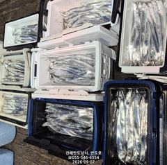 [진해] 내만갈치,커진 씨알로 마릿수 많이 나오네요.내일출항(수,목,금~… 사진