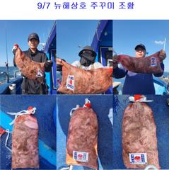 9월 8일 주꾸미 조황 사진