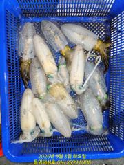 [통영] 8일(화) 무늬팁런 조황 사진