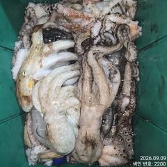 8일 조항.오늘도 계속올라오는 야간~돌문어 마리수 잡으러 출조 갑니더@ 오늘~몇 자리 예약가능 사진