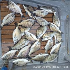 [마산] 해상월1ᆢ감성돔 조황임니다 !! 사진