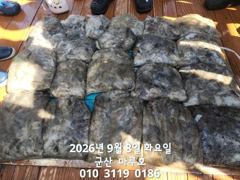 출조안내 - /////(부천_안양_의왕 경유) 오늘 군산쭈꾸미 대박조황 100~200수, 10(목)자리여유___12(토)군산문어 급3석___15(화),17(목)군산 쭈/문 자리여유___예약 ☎️ 010-3611-2672 사진