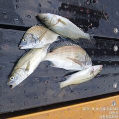 [사천] (사천저도좌대&펜션)9윌9일 저도좌대 조황 사진