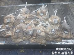 쭈꾸미 호황 사진