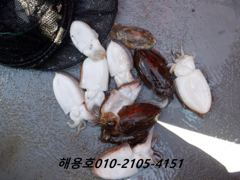 26년9월9일조황 사진