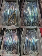 내만 갈치 완전 빠글빠글빠글~~(오늘 예약 가능) 사진