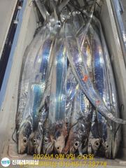 내만칼치ㅡ끝없는 피딩에 엄청나게 올라옵니다 (오늘 예약가능) 사진