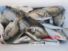 ((해림1호))내만권 감성돔.갈치.전어~ 사진