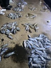 (南)남해조황 - 내만무늬팁런~!! 연일 막 퍼담습니다~!! 200수 오바힛트~!! ((장원 39수)) 오늘 예약가능 사진
