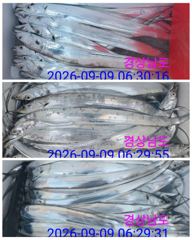 3시간전 [거제] [참돔초대박] 평균씨알 4짜들 쫙 깔았습니다.내일자리여유 사진