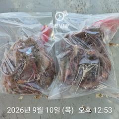 암초 포인트 문어 낚시 사진